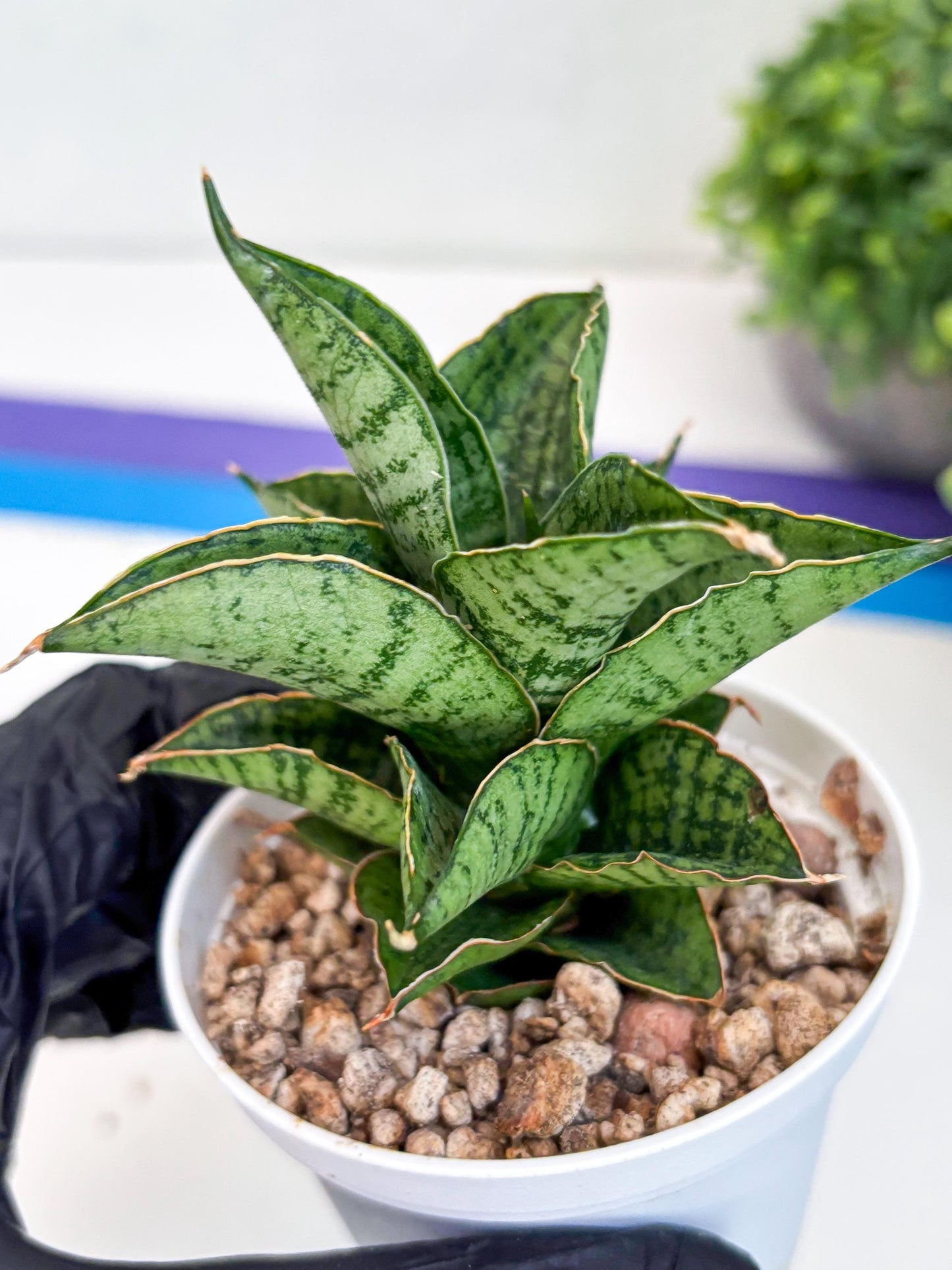 Sansevieria Bidadari (#H34) | Imported Hybrids