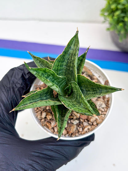 Sansevieria Bidadari (#H34) | Imported Hybrids