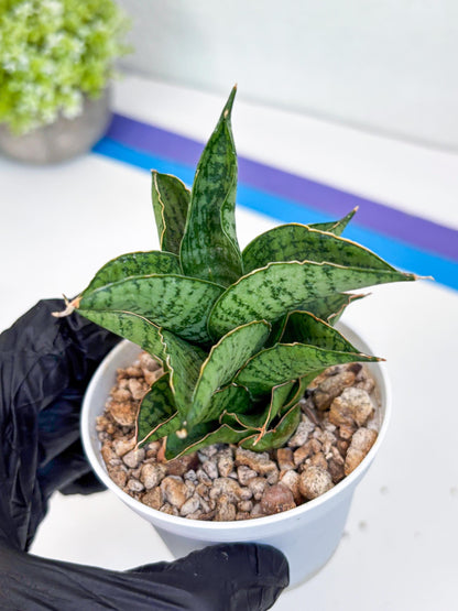 Sansevieria Bidadari (#H34) | Imported Hybrids