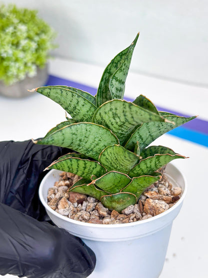 Sansevieria Bidadari (#H34) | Imported Hybrids
