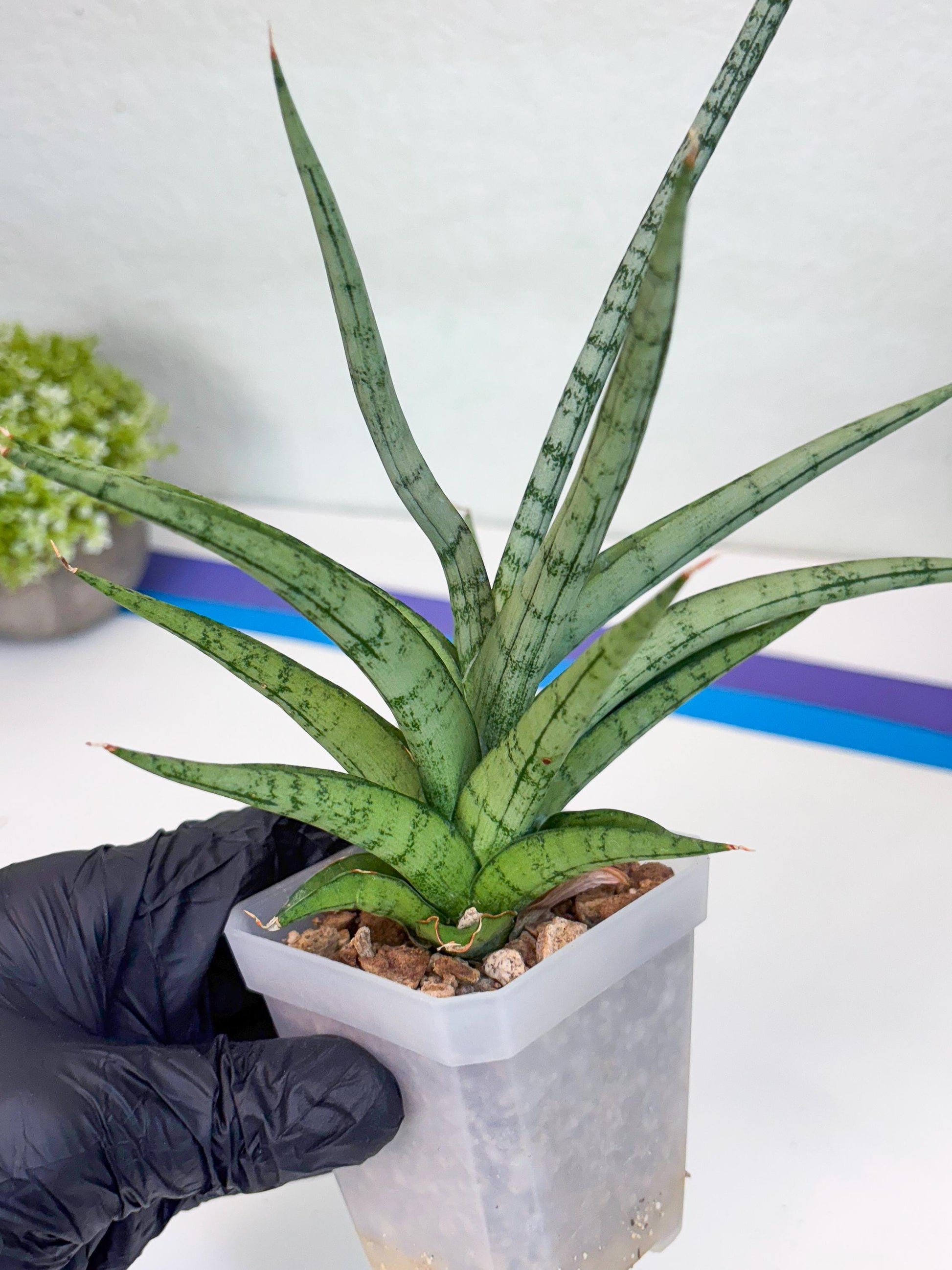 Sansevieria Cinta (#H36) | Imported Hybrids