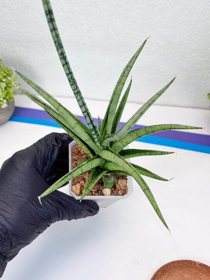 Sansevieria Cinta (#H36) | Imported Hybrids