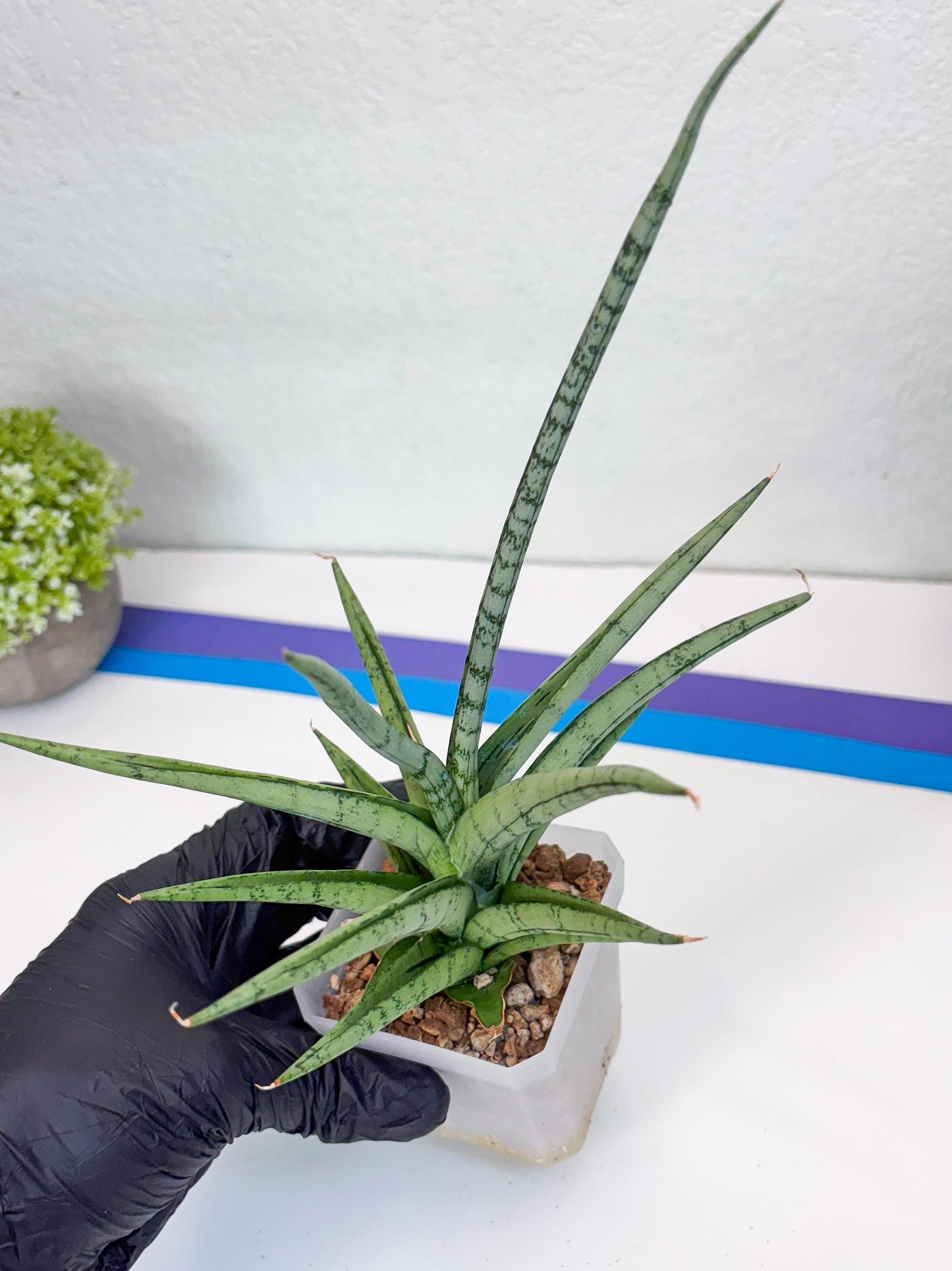 Sansevieria Cinta (#H36) | Imported Hybrids