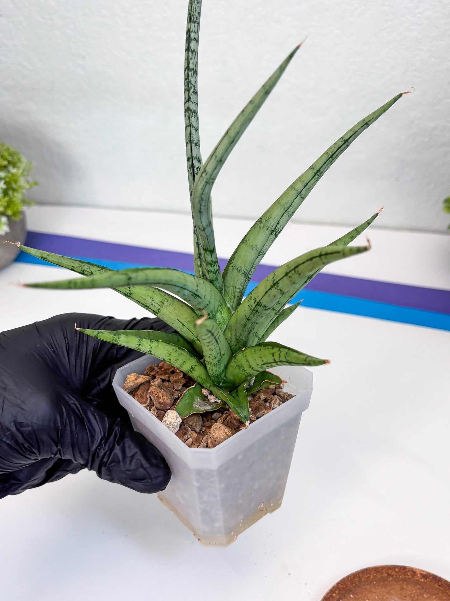 Sansevieria Cinta (#H36) | Imported Hybrids