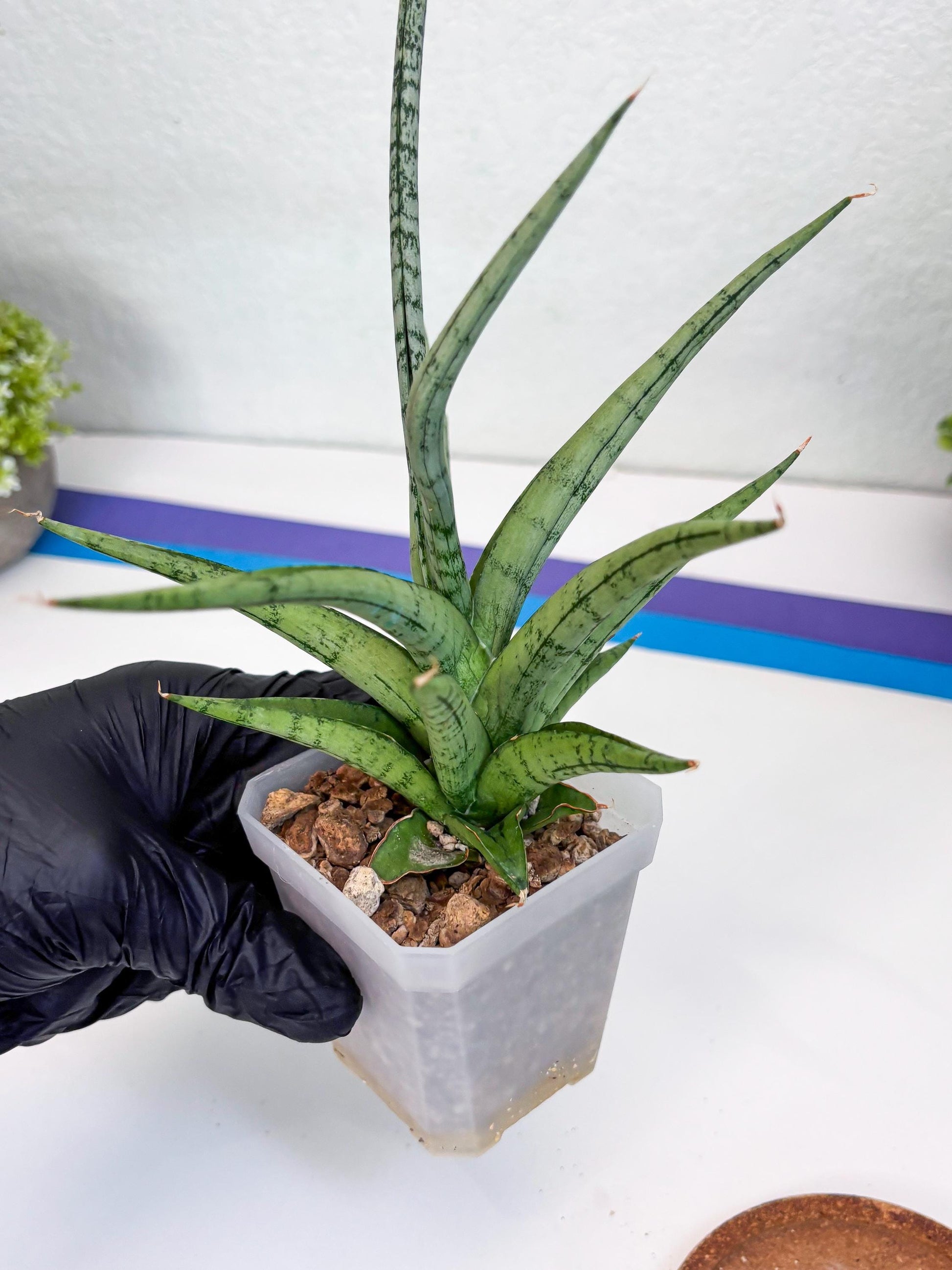 Sansevieria Cinta (#H36) | Imported Hybrids