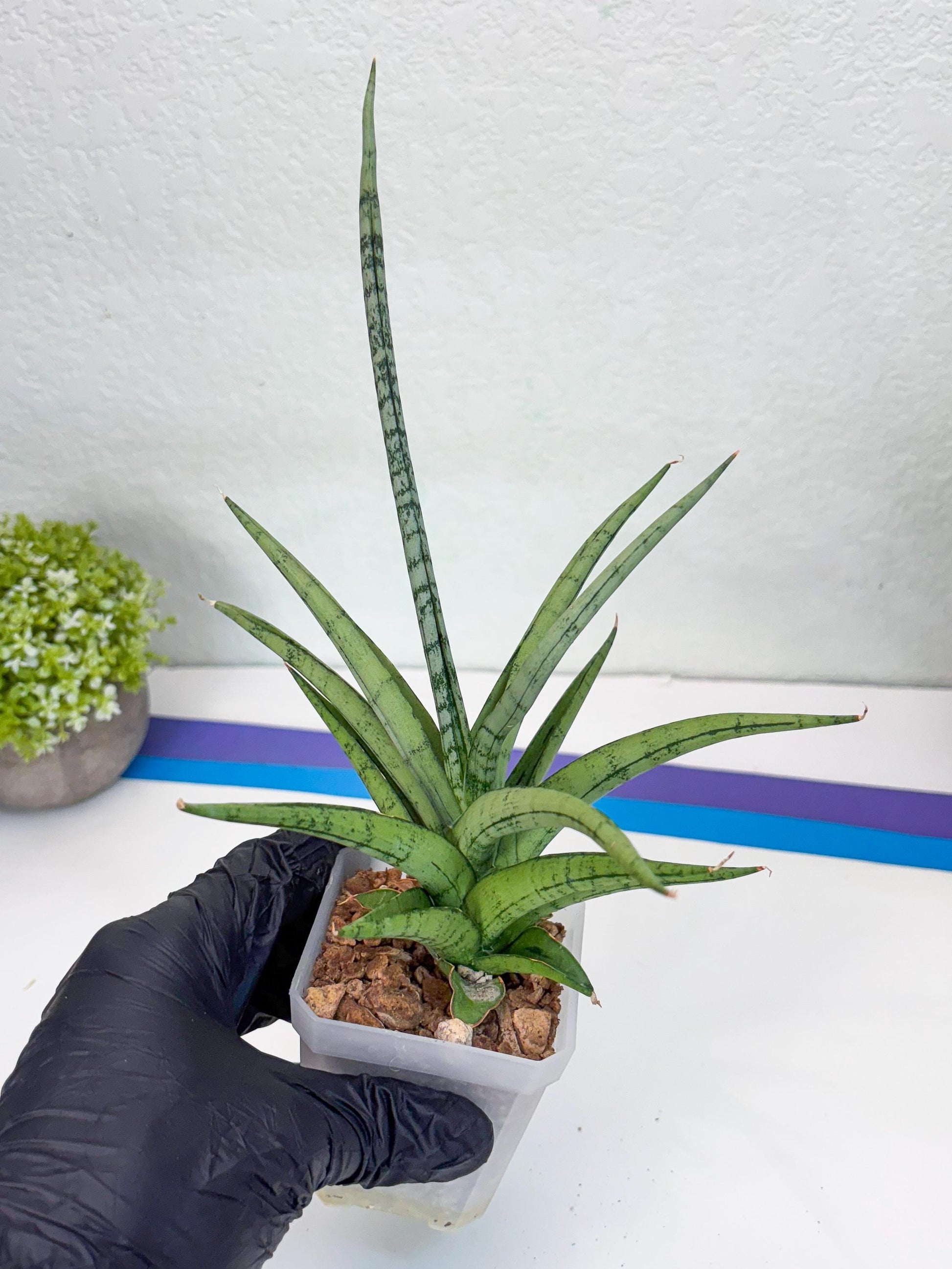 Sansevieria Cinta (#H36) | Imported Hybrids