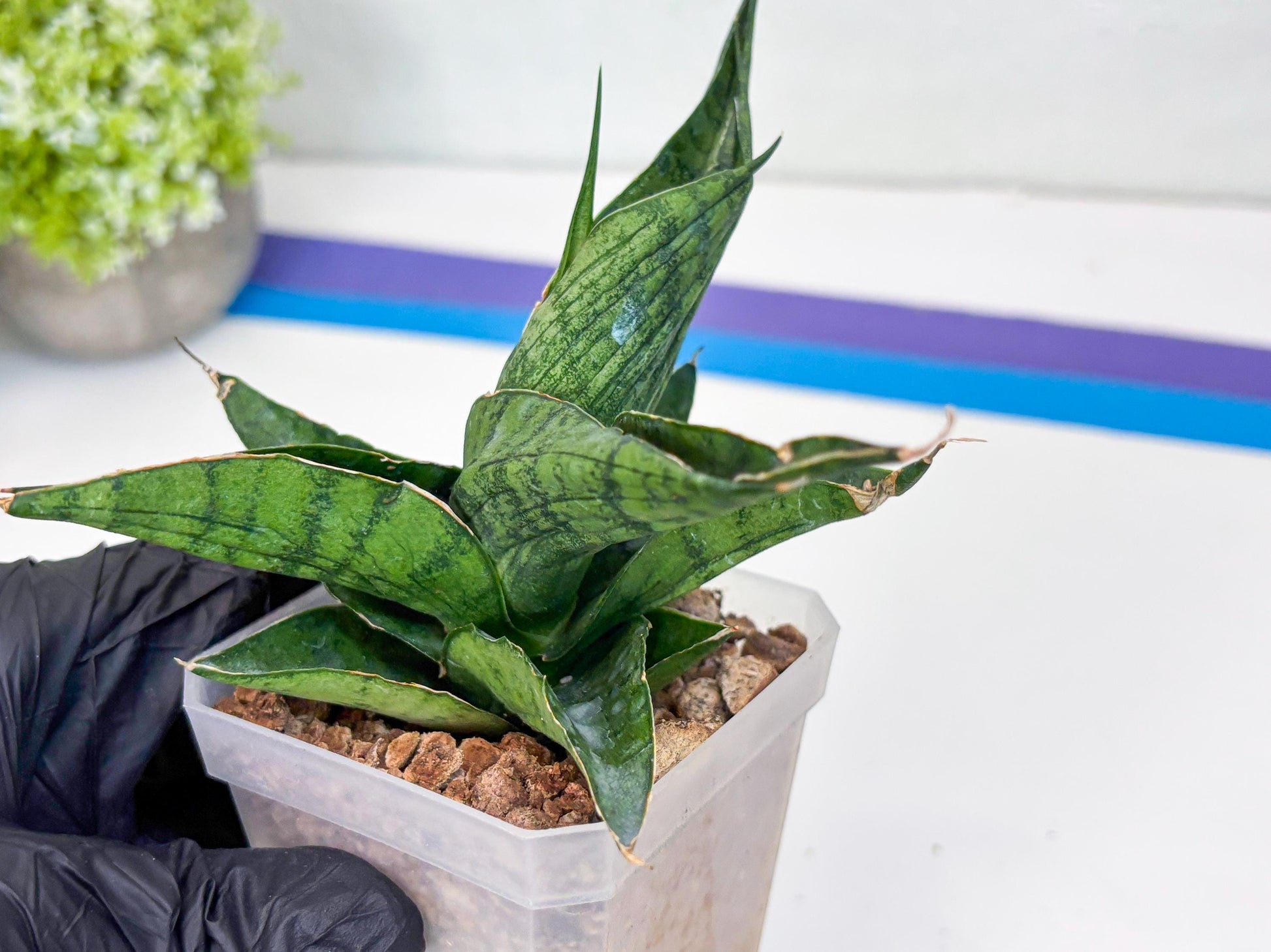 Sansevieria Dampit (#H37) | Imported New Hybrids