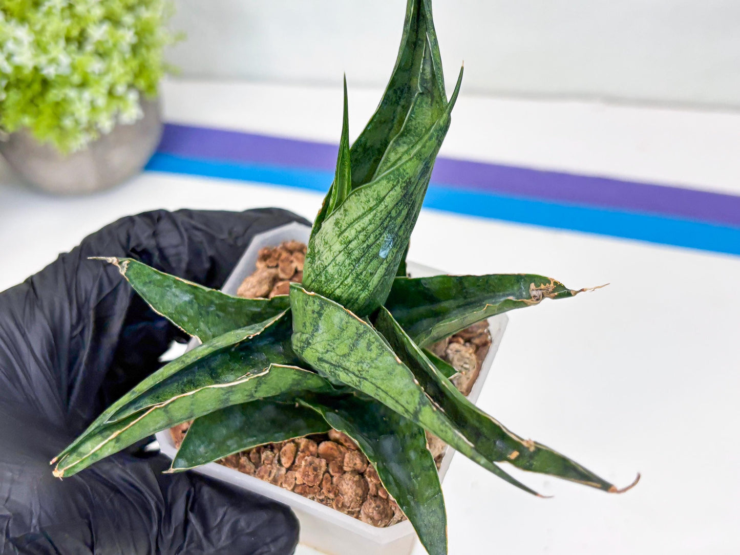 Sansevieria Dampit (#H37) | Imported New Hybrids