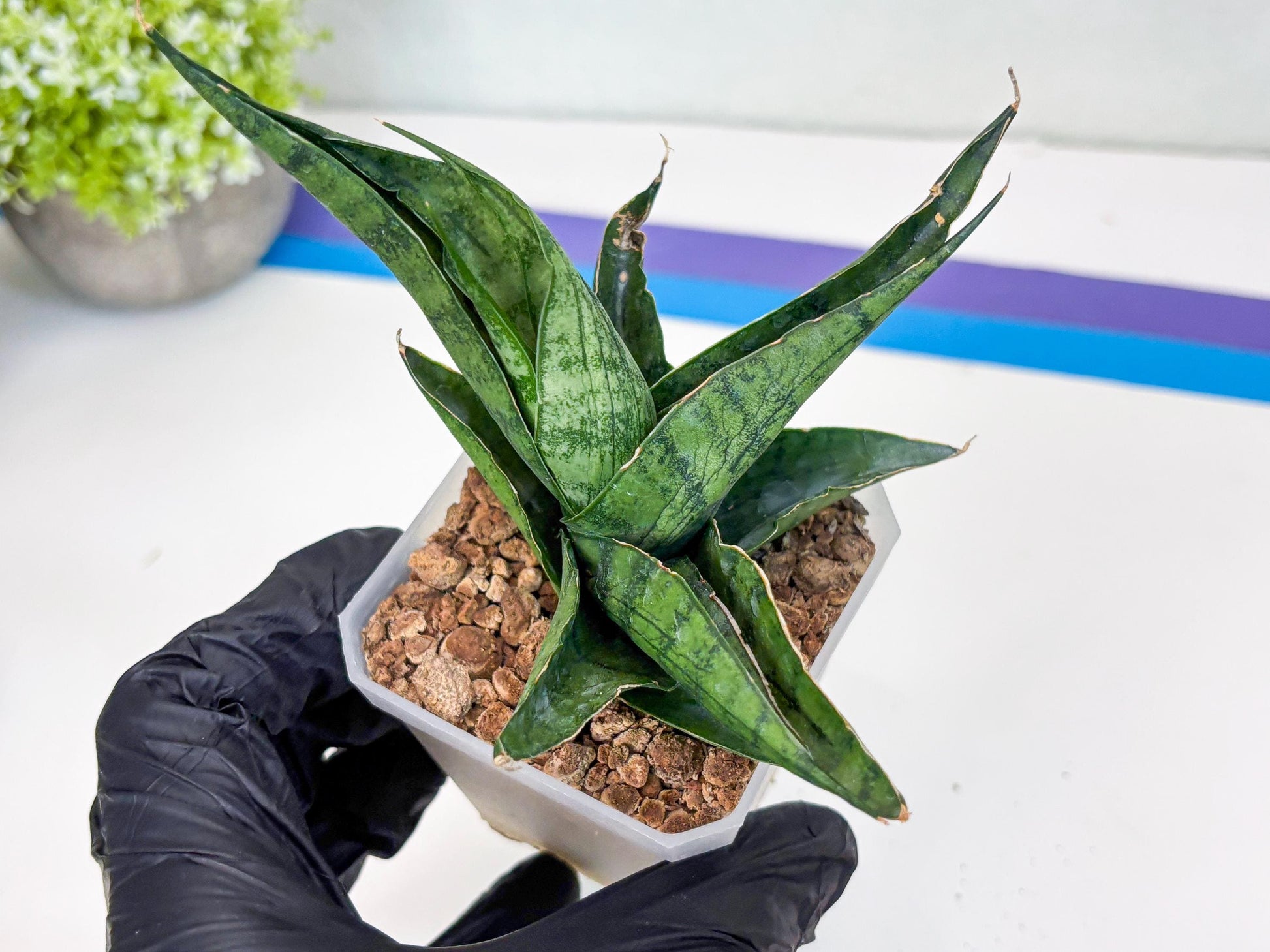 Sansevieria Dampit (#H37) | Imported New Hybrids