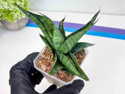 Sansevieria Dampit (#H37) | Imported New Hybrids