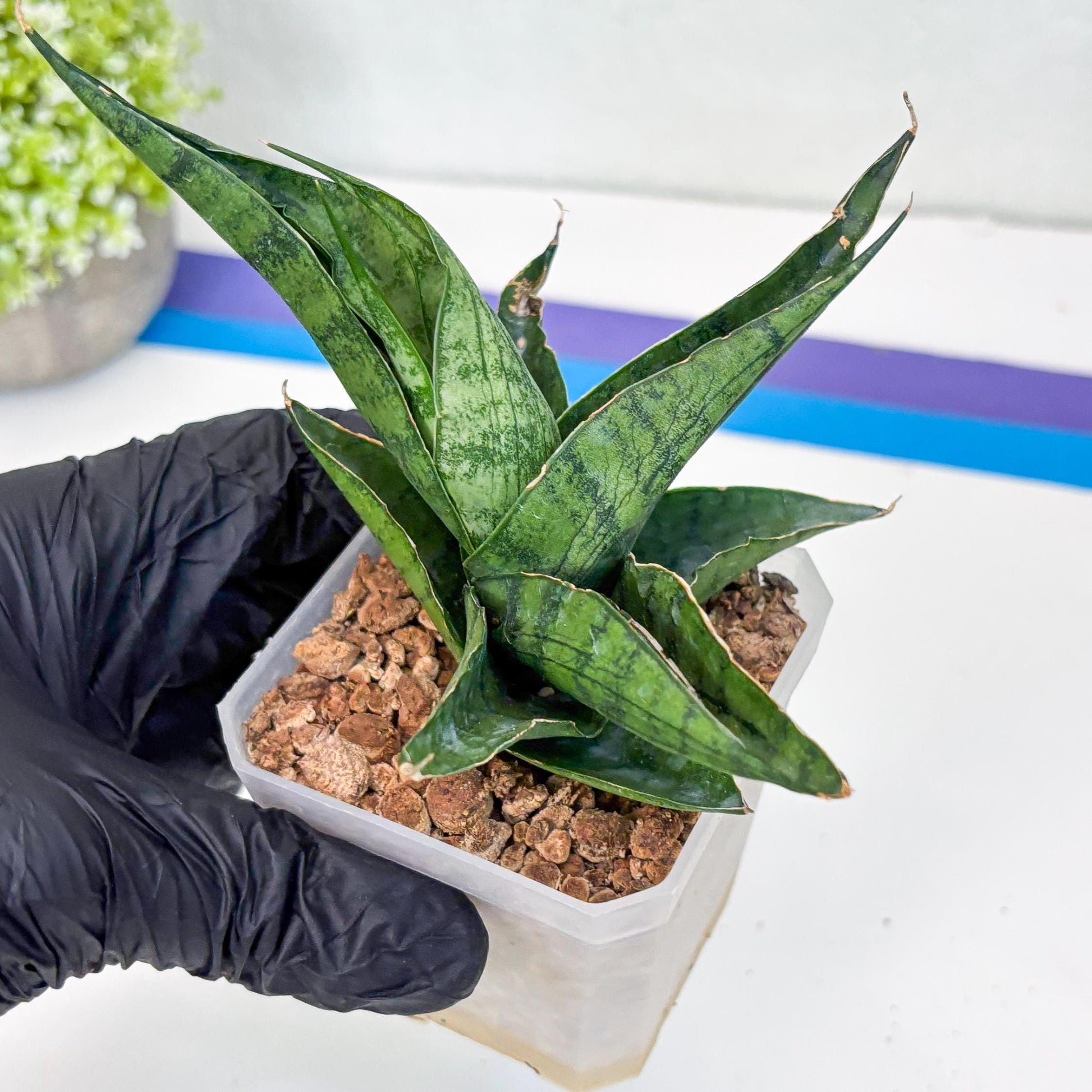 Sansevieria Dampit (#H37) | Imported New Hybrids