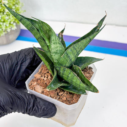 Sansevieria Dampit (#H37) | Imported New Hybrids