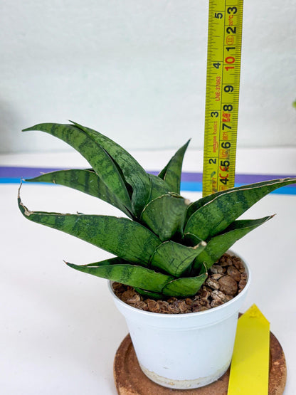 Sansevieria Dampit (Ha37) (y) | Imported New Hybrids
