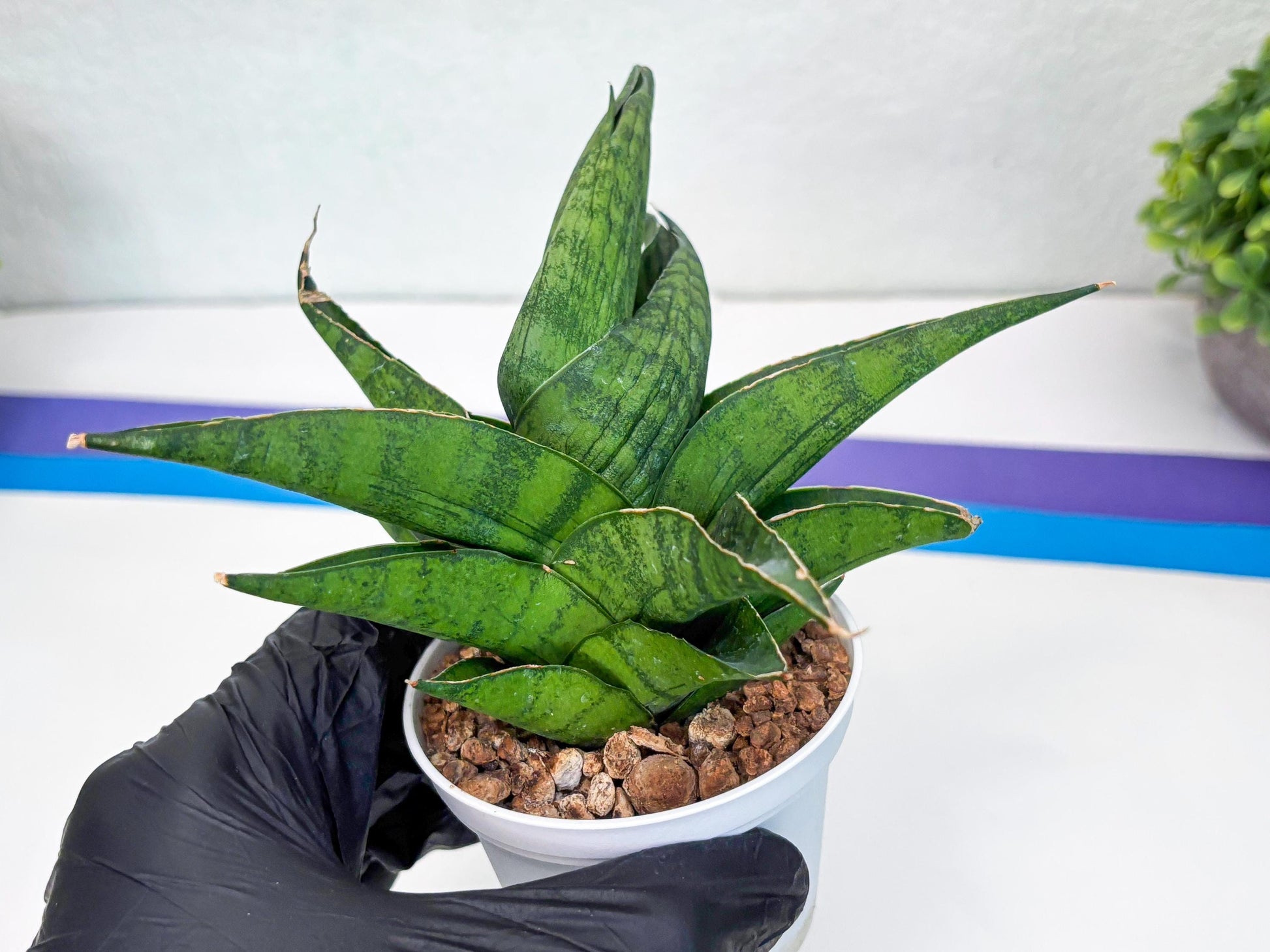 Sansevieria Dampit (Ha37) (y) | Imported New Hybrids