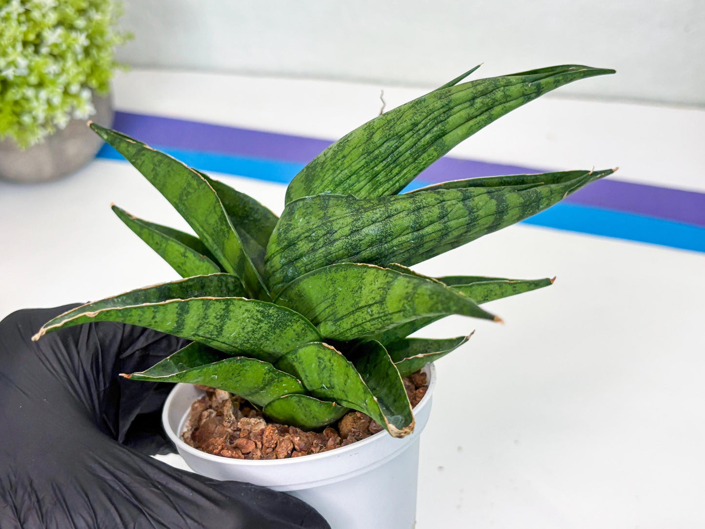 Sansevieria Dampit (Ha37) (y) | Imported New Hybrids