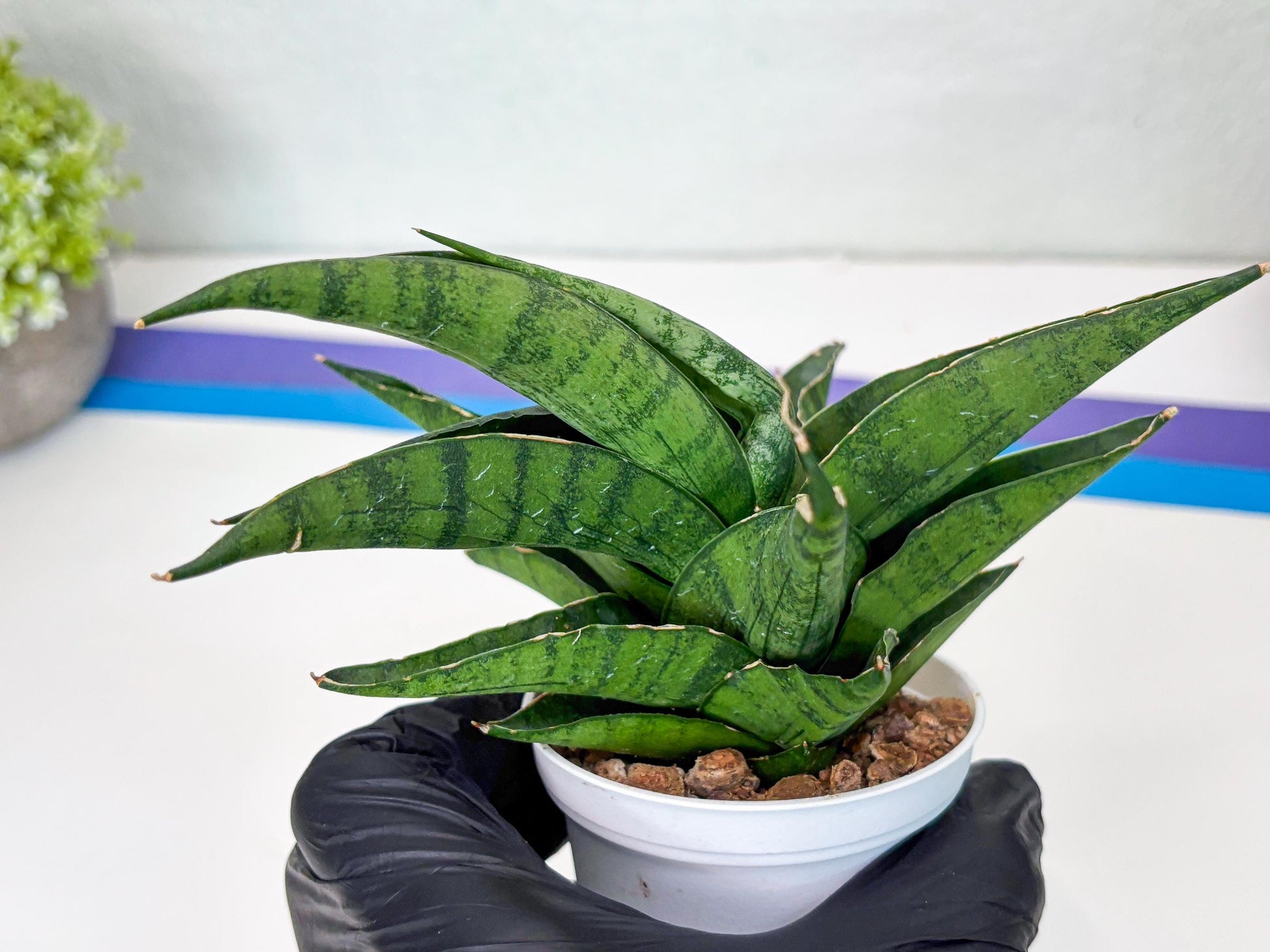 Sansevieria Dampit (Ha37) (y) | Imported New Hybrids