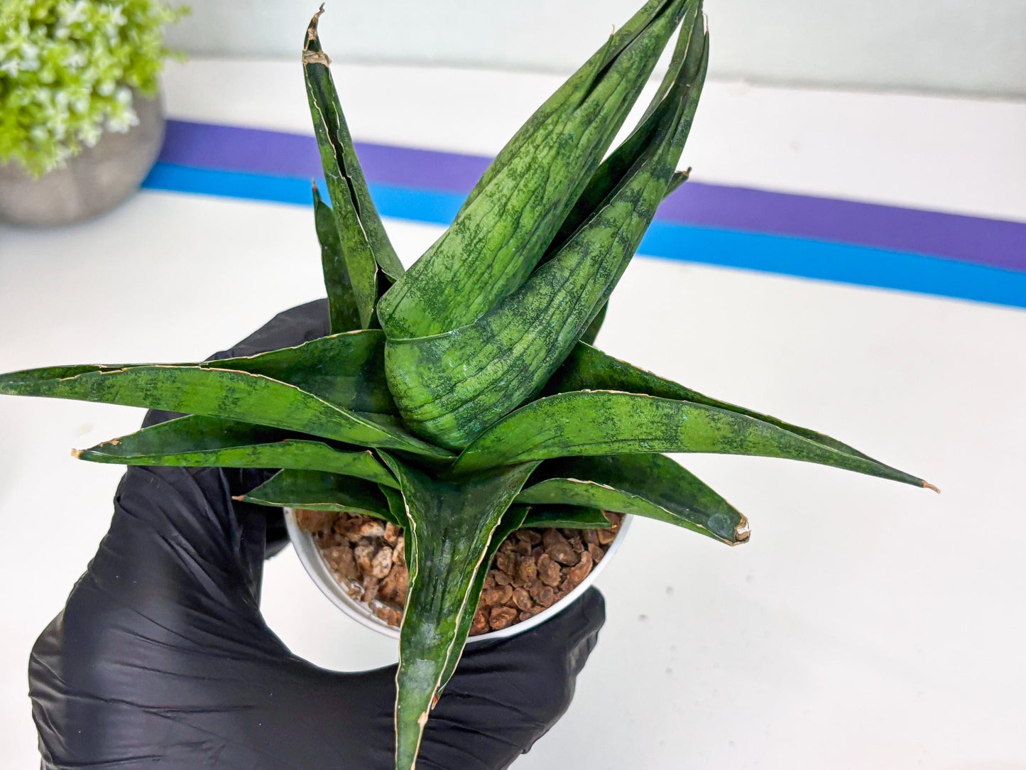 Sansevieria Dampit (Ha37) (y) | Imported New Hybrids