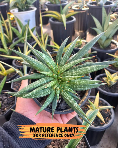 Custom order for Alex