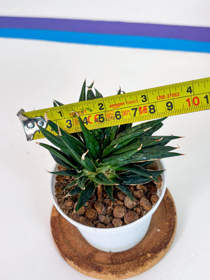 Custom order for Alex