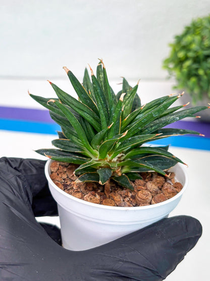 Custom order for Alex