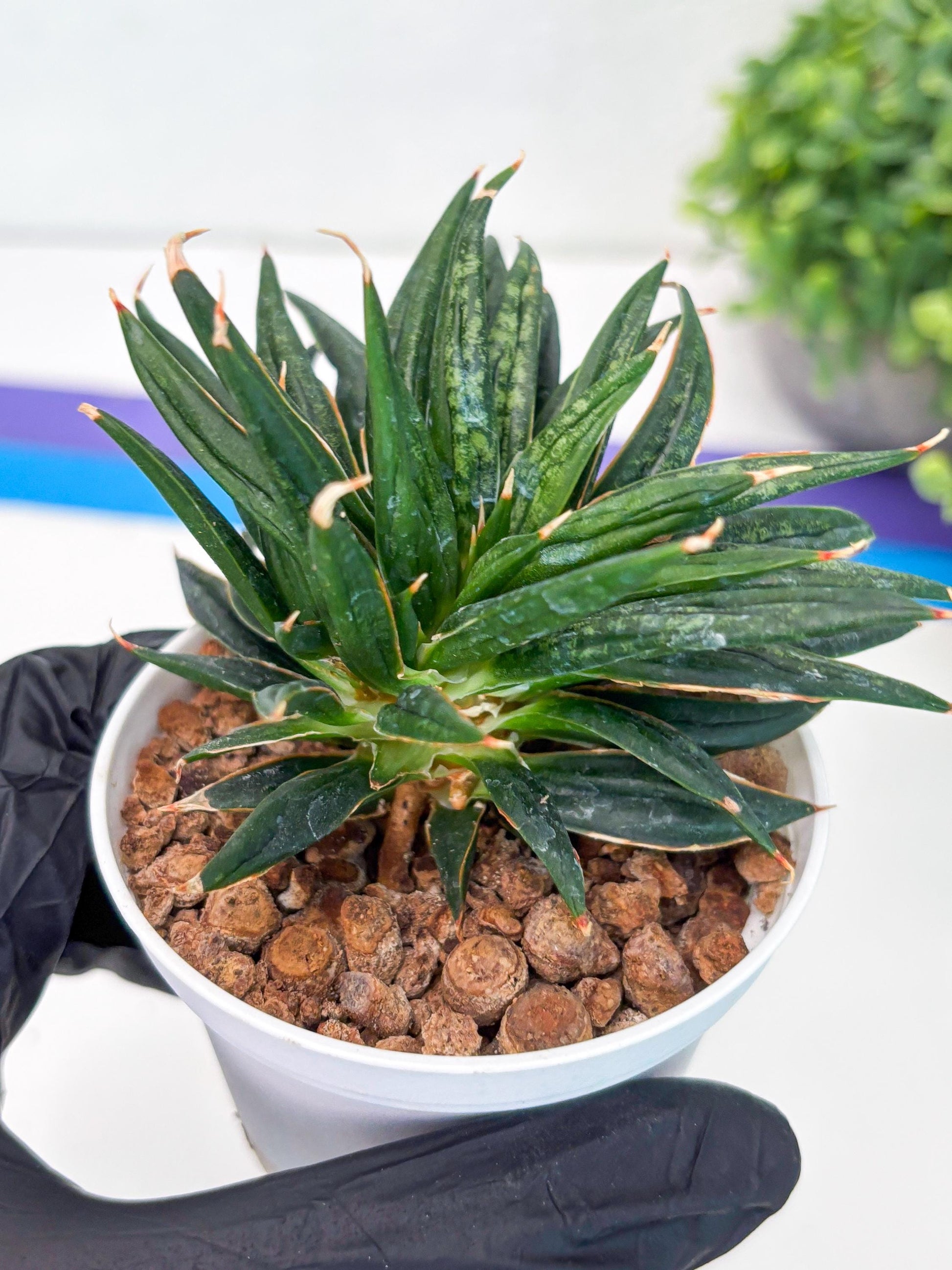 Custom order for Alex