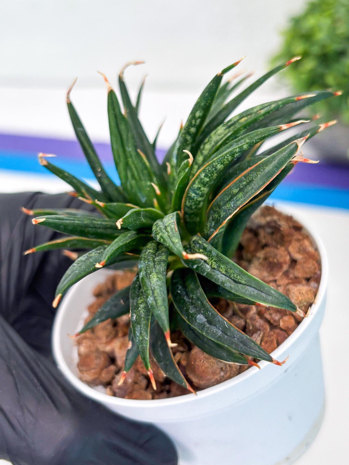 Custom order for Alex