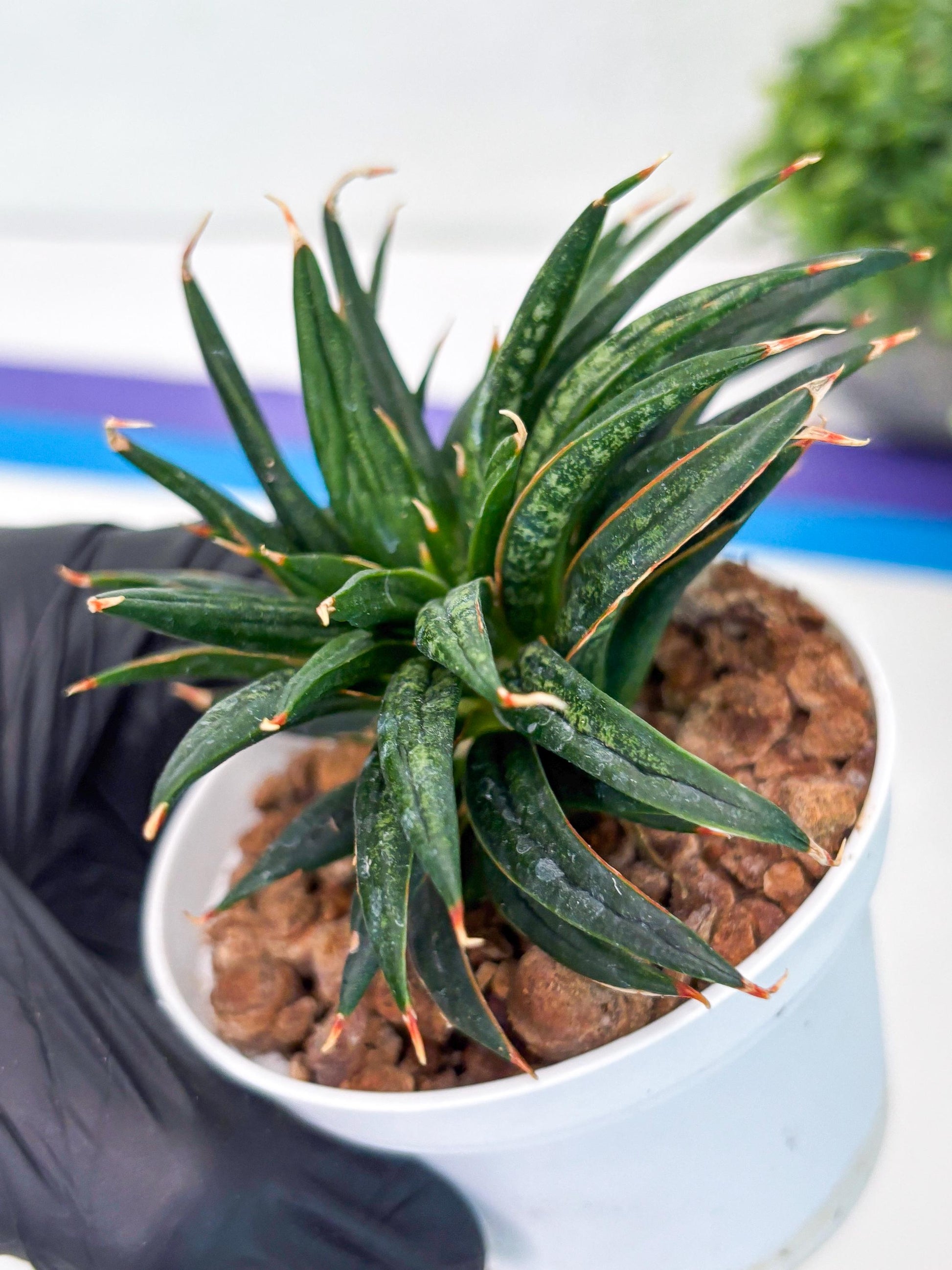 Custom order for Alex