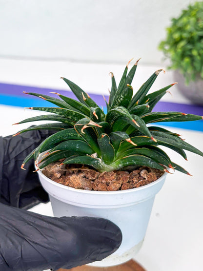 Custom order for Alex