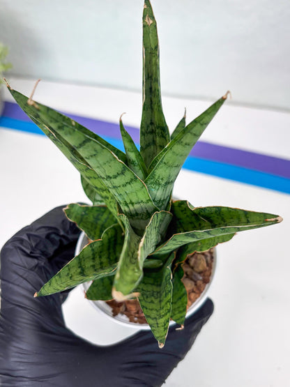 Sansevieria Galaxy (#H39) | Imported Hybrids