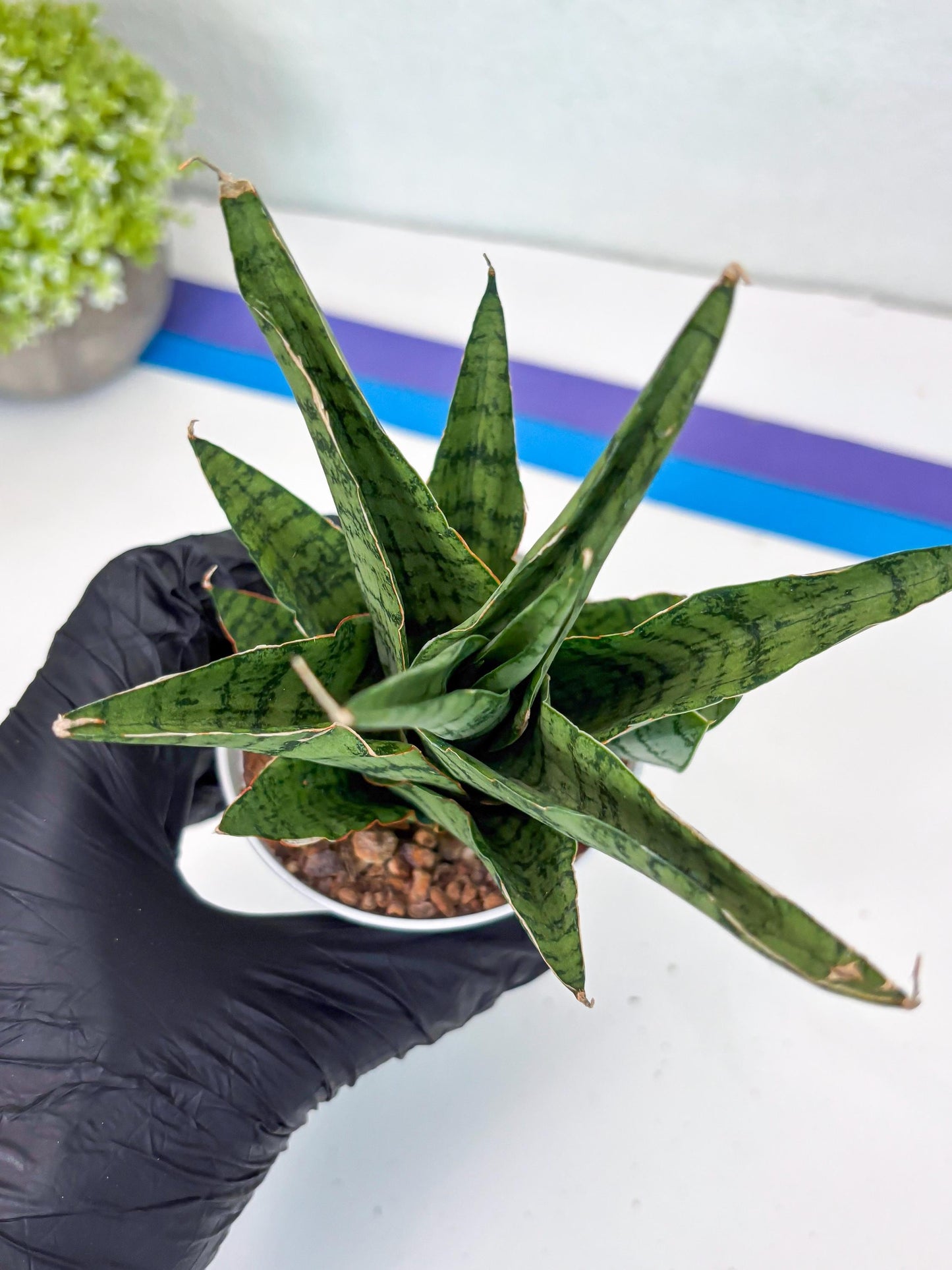 Sansevieria Galaxy (#H39) | Imported Hybrids