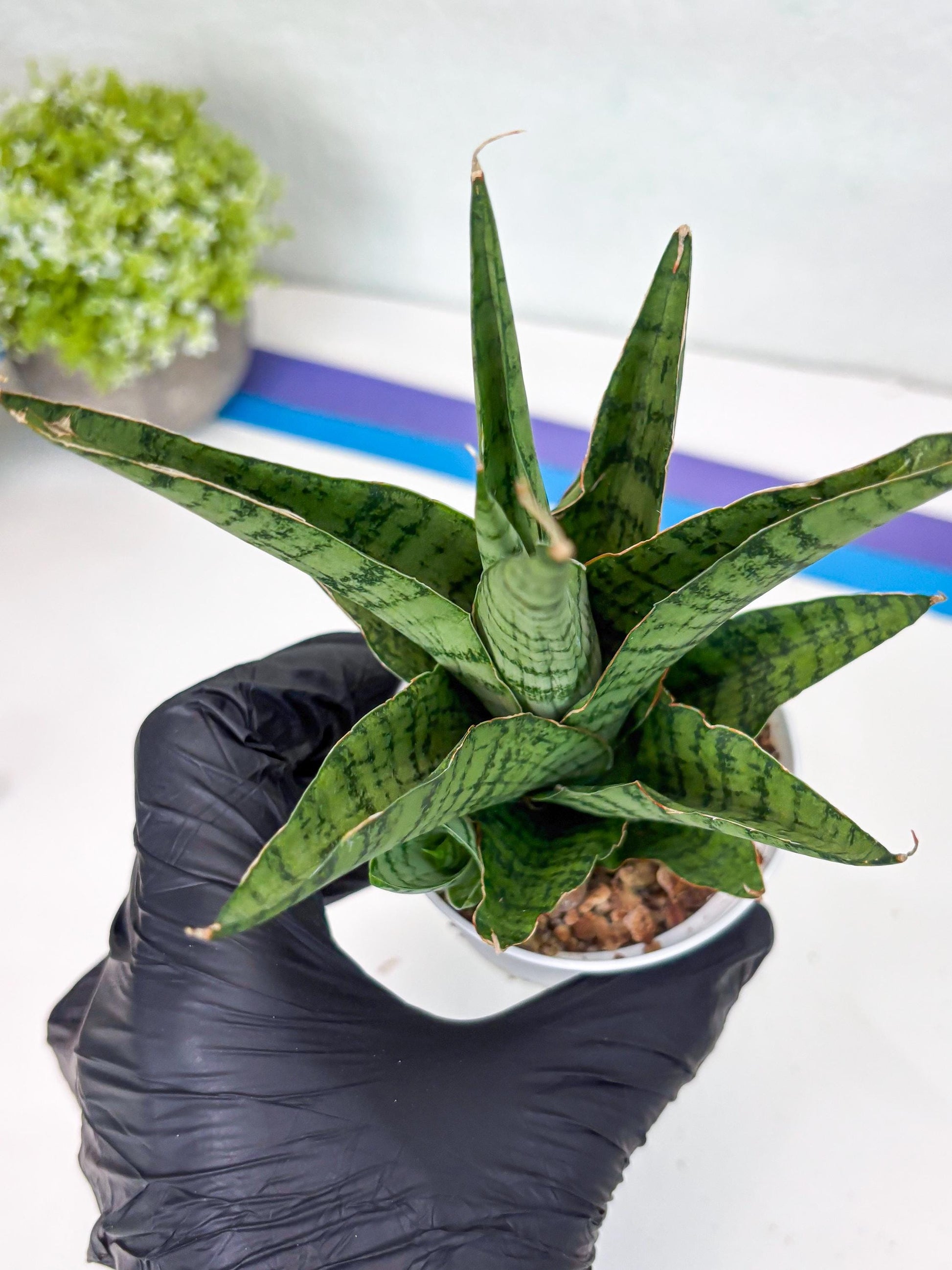 Sansevieria Galaxy (#H39) | Imported Hybrids