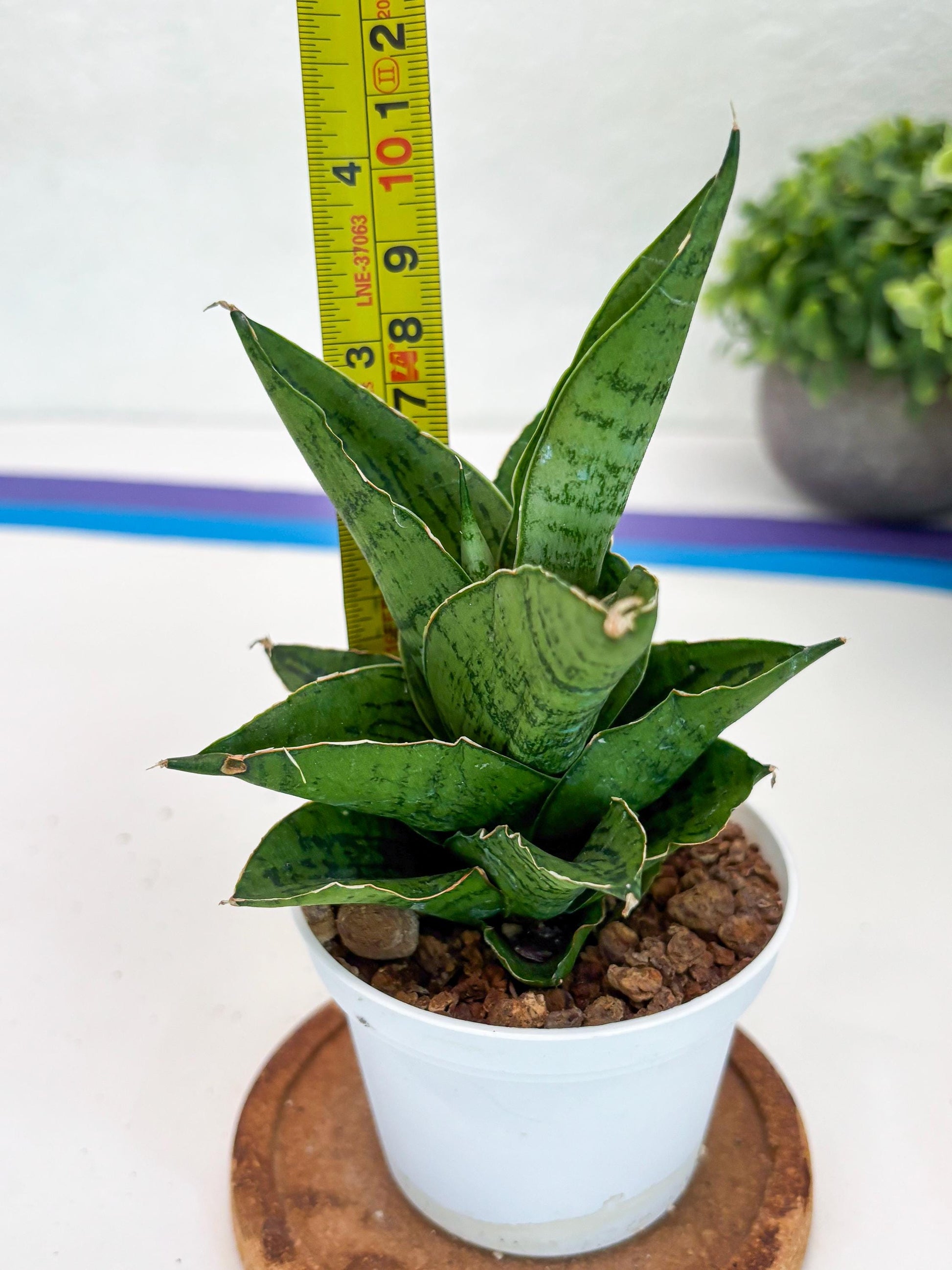 Sansevieria Kahyangan (#H40) | Imported Hybrids