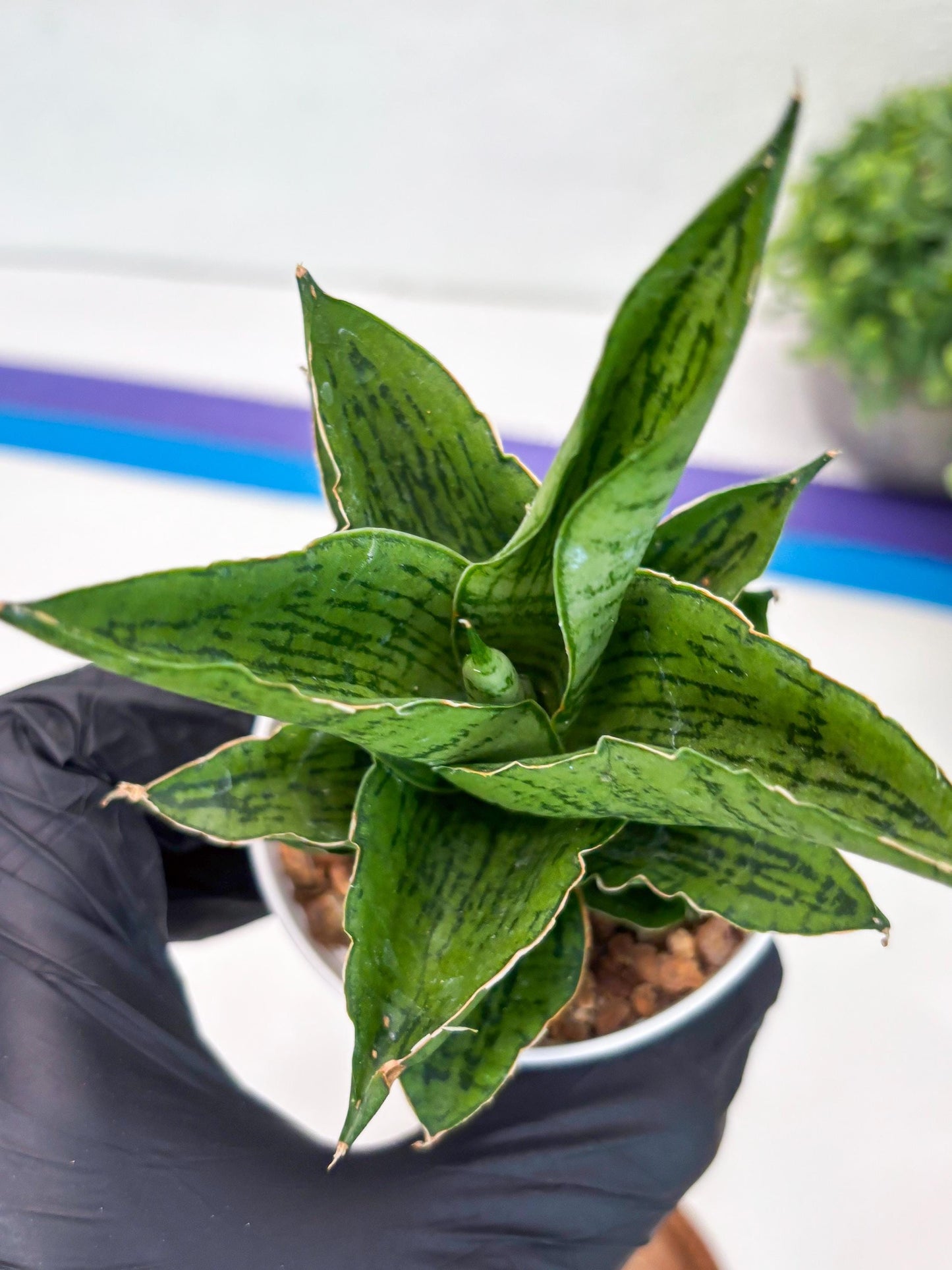 Sansevieria Kahyangan (#H40) | Imported Hybrids