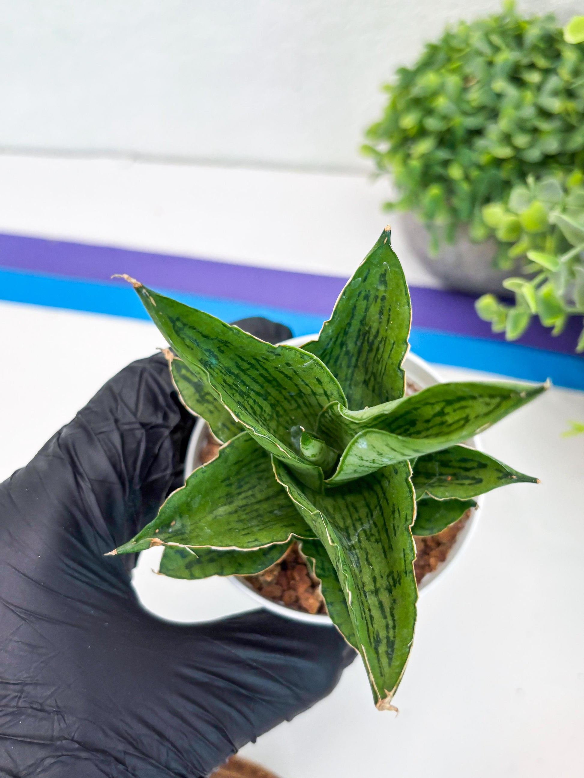 Sansevieria Kahyangan (#H40) | Imported Hybrids