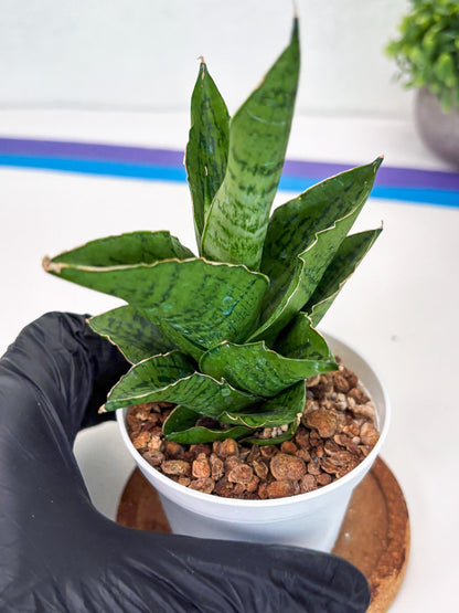 Sansevieria Kahyangan (#H40) | Imported Hybrids
