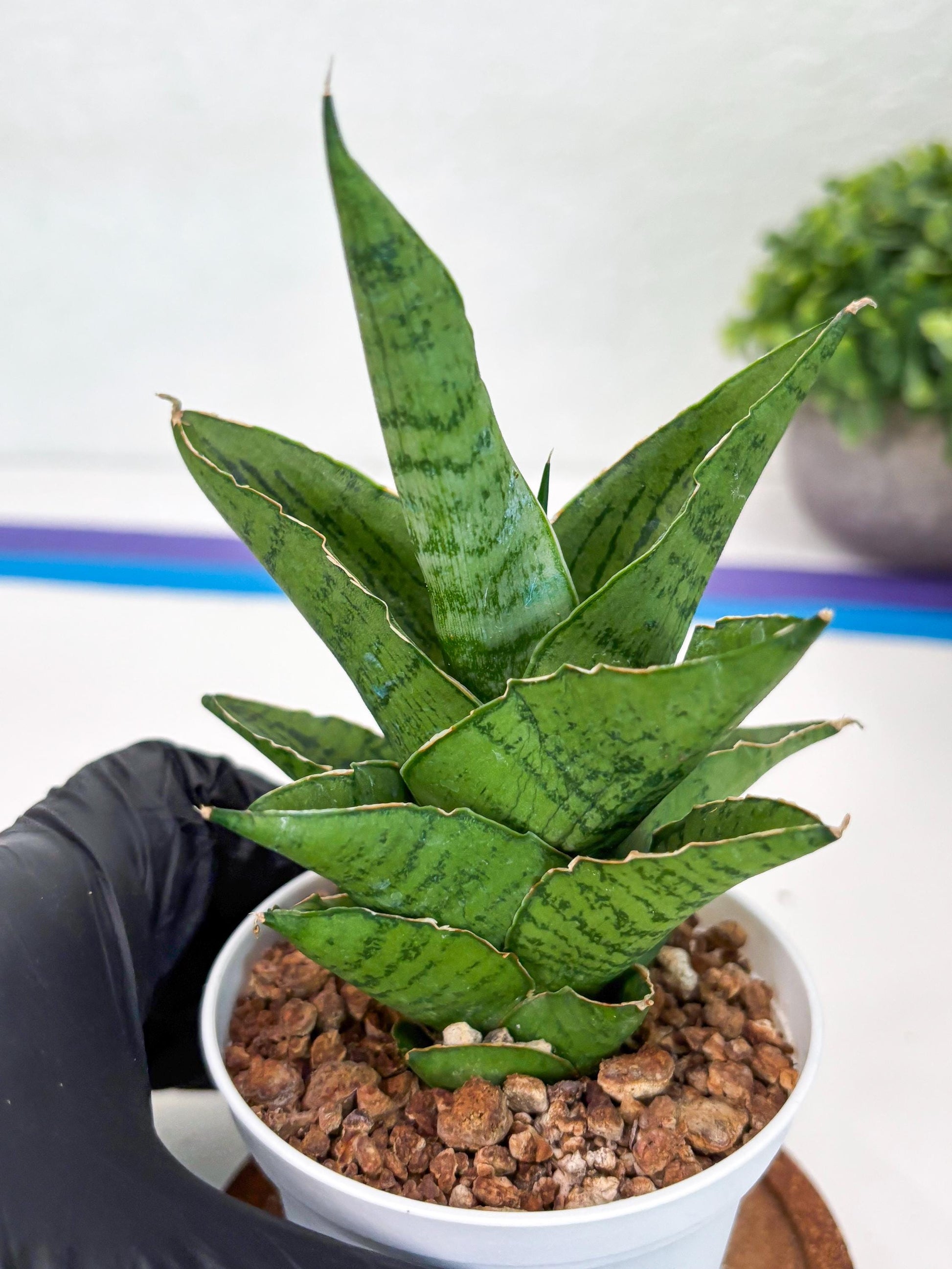 Sansevieria Kahyangan (#H40) | Imported Hybrids