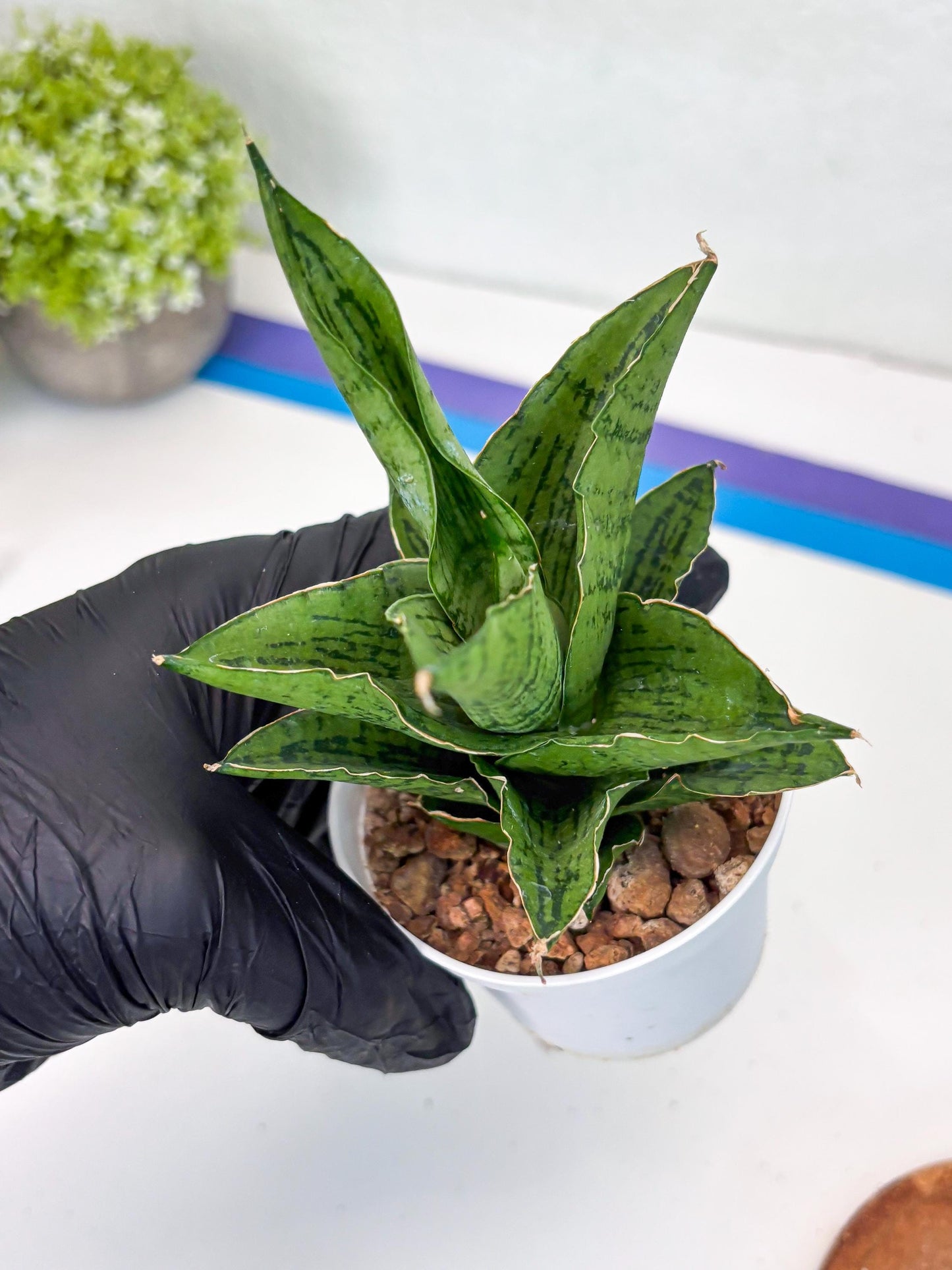 Sansevieria Kahyangan (#H40) | Imported Hybrids