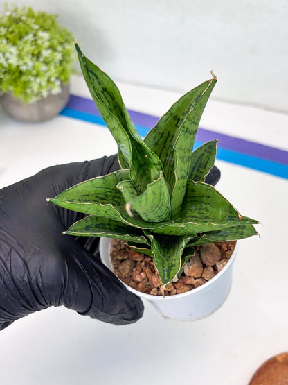 Sansevieria Kahyangan (#H40) | Imported Hybrids
