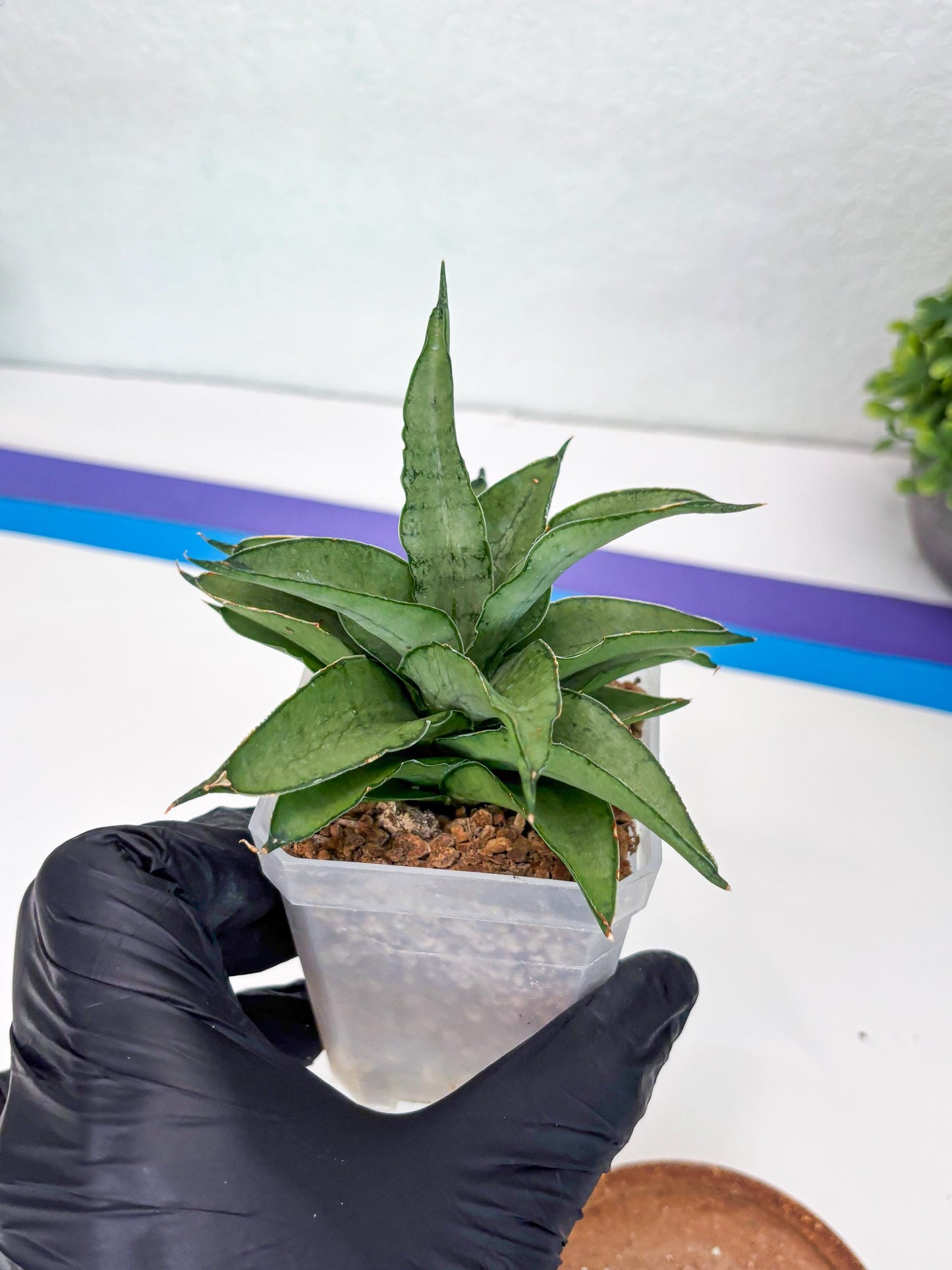 Sansevieria Kumara (#H41) | Imported Hybrids