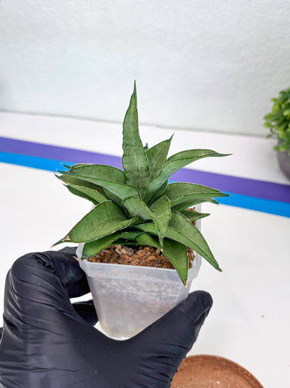 Sansevieria Kumara (#H41) | Imported Hybrids