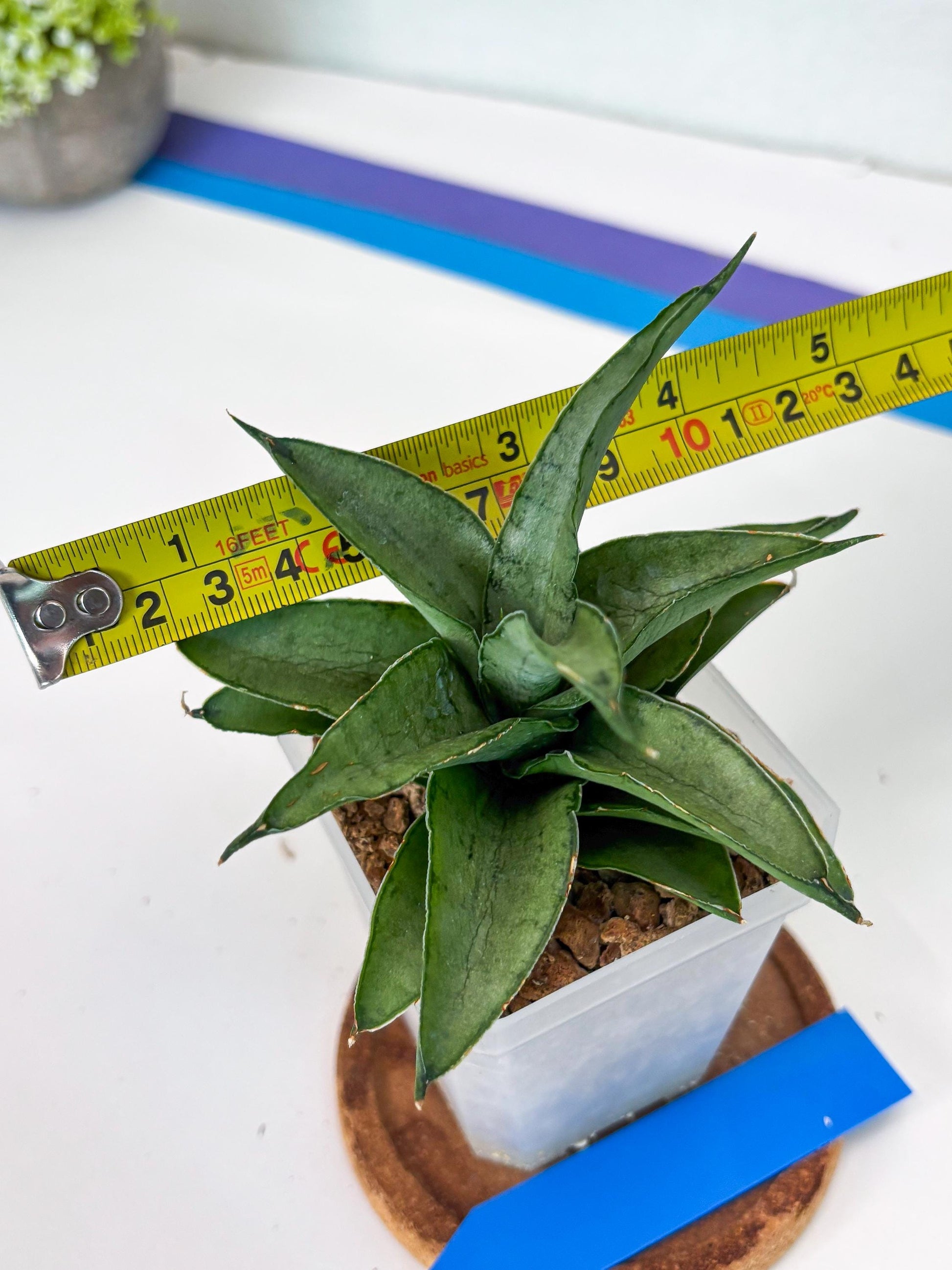 Sansevieria Kumara (#H41) | Imported Hybrids