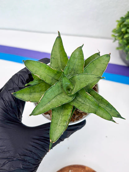 Sansevieria Kumara (Ha41) (Y) | Imported Hybrids