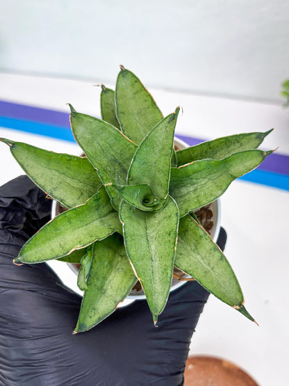Sansevieria Kumara (Ha41) (Y) | Imported Hybrids