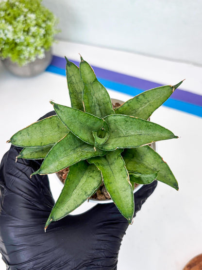 Sansevieria Kumara (Ha41) (Y) | Imported Hybrids