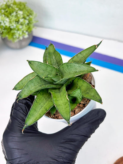 Sansevieria Kumara (Ha41) (Y) | Imported Hybrids
