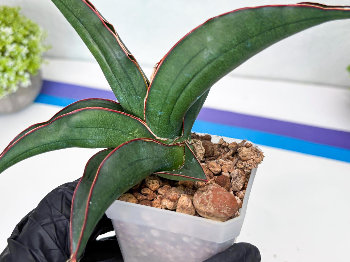 Sansevieria Kirana (#H42) | Imported Hybrids