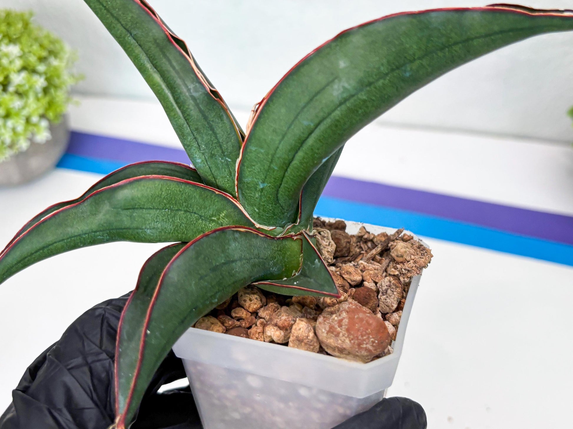 Sansevieria Kirana (#H42) | Imported Hybrids