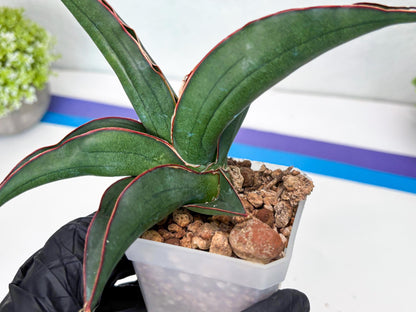 Sansevieria Kirana (#H42) | Imported Hybrids