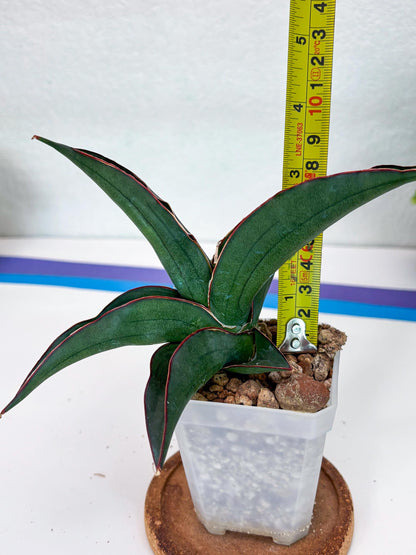 Sansevieria Kirana (#H42) | Imported Hybrids