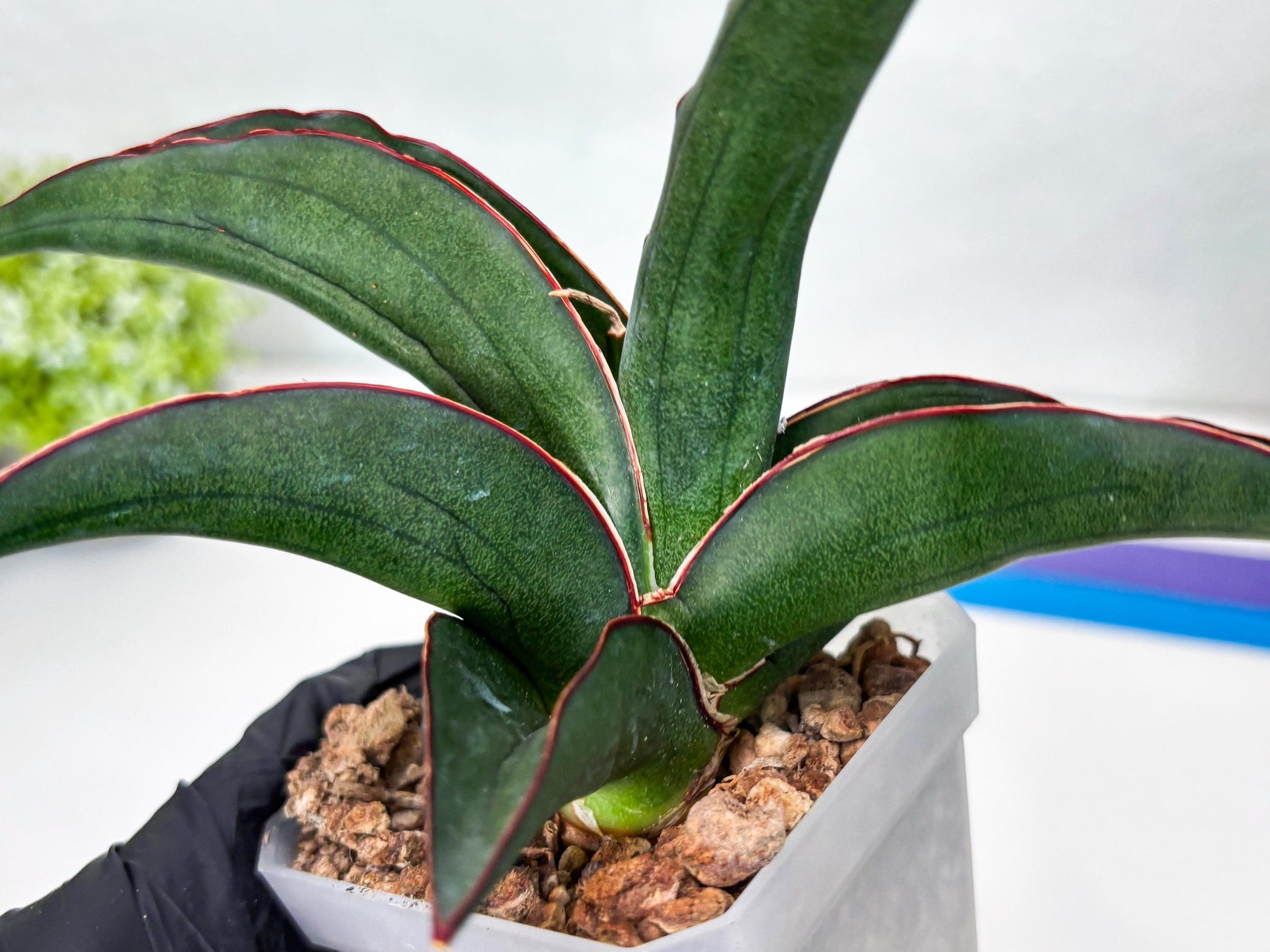 Sansevieria Kirana (#H42) | Imported Hybrids